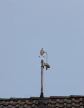 windsensor_wgr800_10